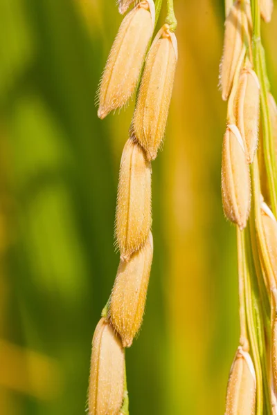 Nahaufnahme reifer Reis — Stockfoto