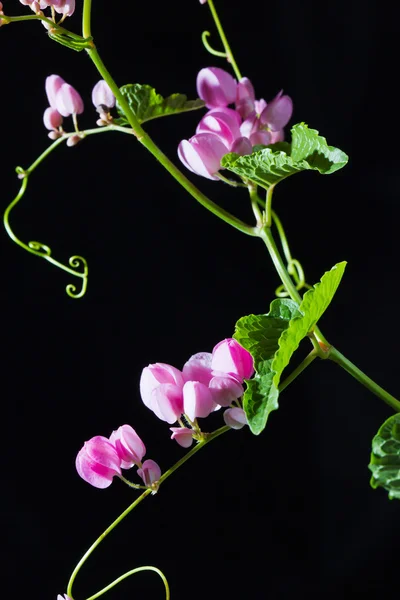 Fiore rampicante messicano — Foto Stock