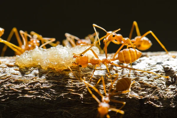 Weaver kırmızı karıncalar — Stok fotoğraf