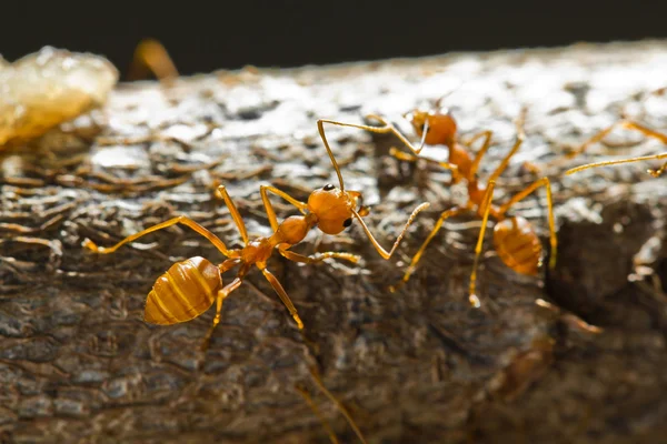 Formigas tecelãs vermelhas — Fotografia de Stock