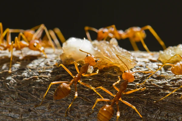 Red weaver ants — Stock Photo, Image