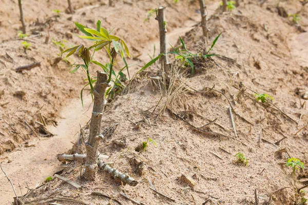 Cassava sapling — Stock Photo, Image