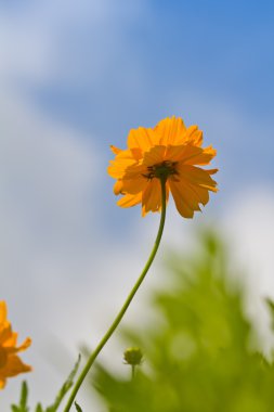 Cosmos çiçek mavi gökyüzü