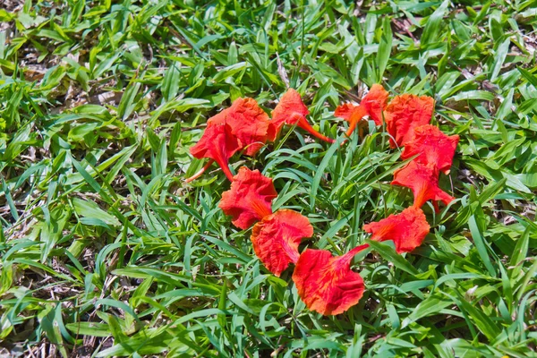 孔雀花花瓣心的形状 — 图库照片