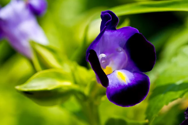 Mörk lila wishbone blomma — Stockfoto