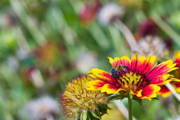 Uma abelha recolhe néctar de flor — Fotografia de Stock