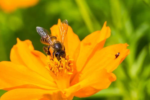 A bee collects nectar from cosmos flower — Stock Photo, Image