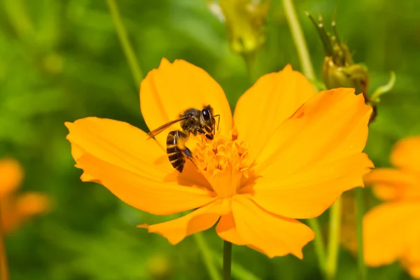 Una abeja recoge el néctar de la flor del cosmos — Foto de Stock