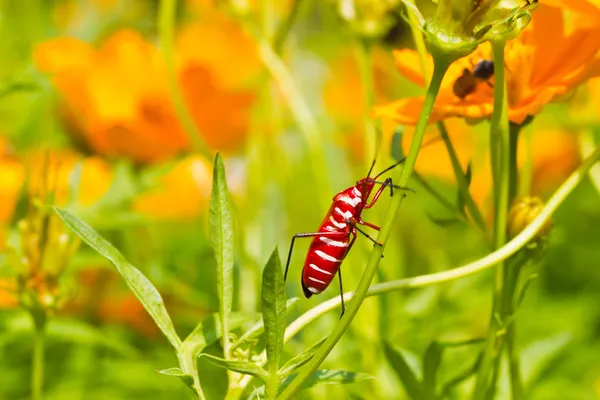 Red bug on cosmos flower stalk — Stock Photo, Image