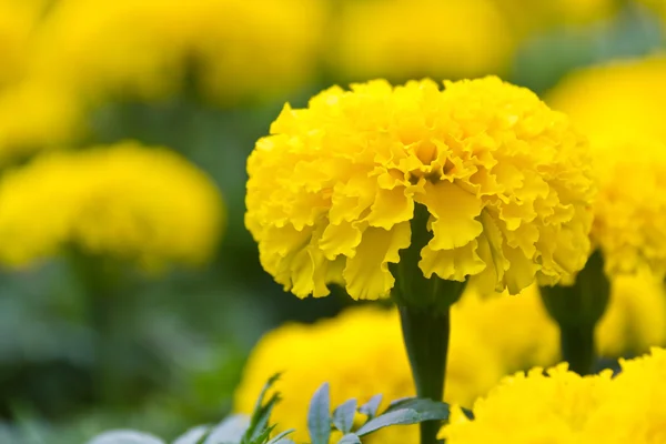 Close up of marigold flower — Stock Photo, Image