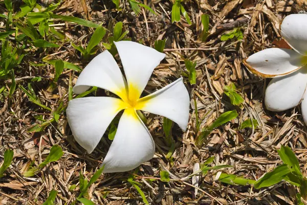 White plumeria on the ground — Stock Photo, Image