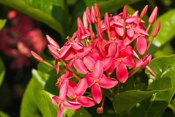 Red Ixora flower — Stock Photo, Image