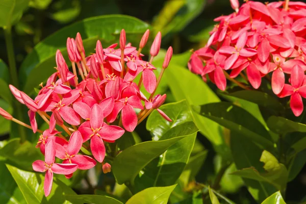 Röd ixora blomma — Stockfoto