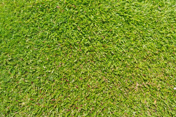 Natural outdoor green grass — Stock Photo, Image