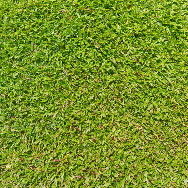 Natural outdoor green grass — Stock Photo, Image