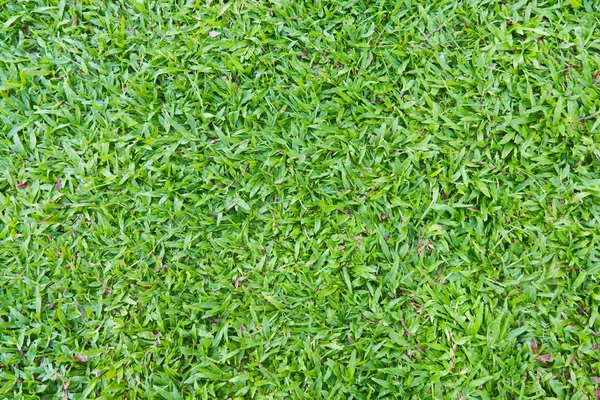 Natural outdoor green grass (in the shade) — Stock Photo, Image