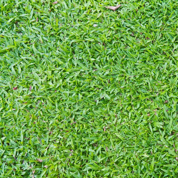 Natural outdoor green grass (in the shade) — Stock Photo, Image