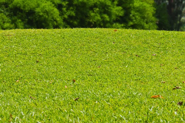 Grassy montículo al lado de golf verde — Foto de Stock