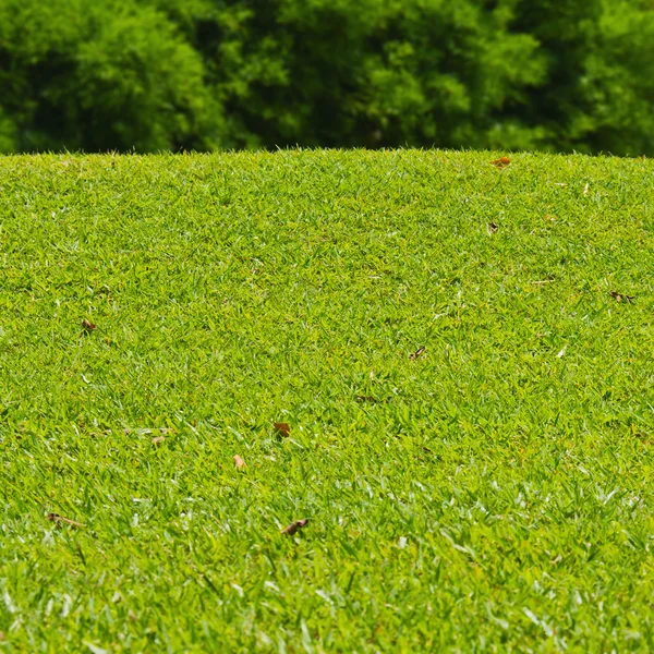 Grassy hillock beside golf green — Stock Photo, Image