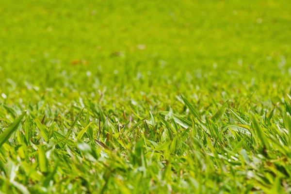 Natural outdoor green grass, shallow dof — Stock Photo, Image