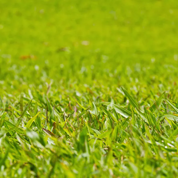 Natural outdoor green grass, shallow dof — Stock Photo, Image