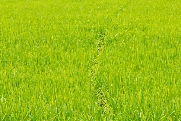 Arroz verde paddy — Foto de Stock