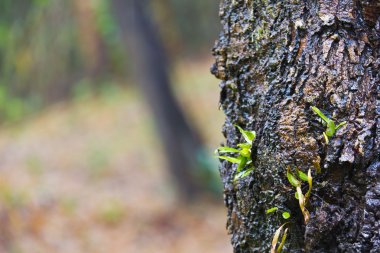 Ağaç kabuğu üzerinde genç ökse otu (Orkide)