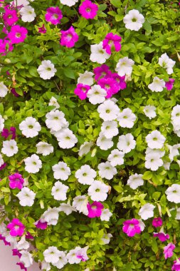 pembe ve beyaz petunya çiçeği