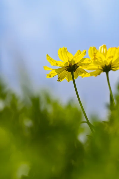 Low angle view of cosmos flower — Stock Photo, Image