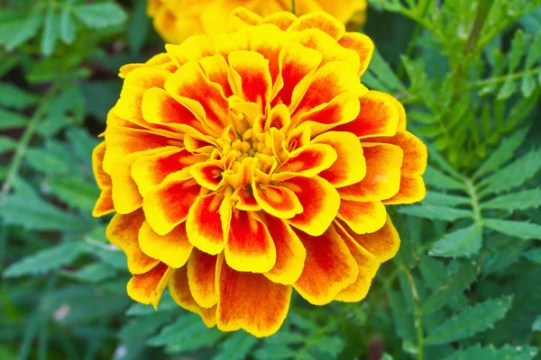 Top view of French marigold flower — Stock Photo, Image