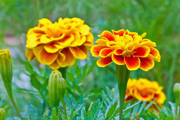 Close up of French marigold flower — Stock Photo, Image