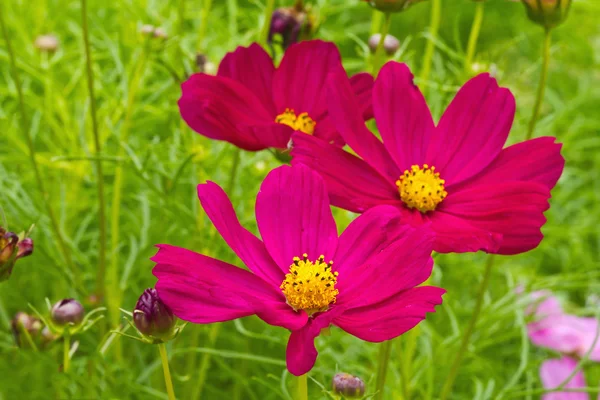 Garden cosmos or Mexican aster flowers — Stock Photo, Image
