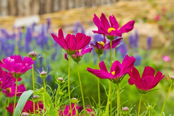 Gartenkosmos oder mexikanische Aster-Blumen — Stockfoto