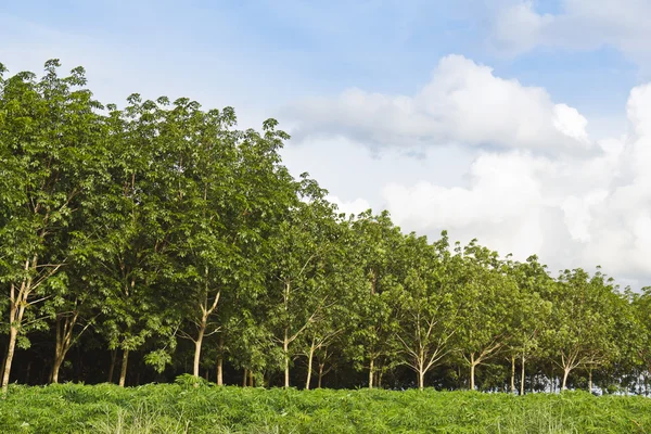 Forêt d'arbres en caoutchouc — Photo