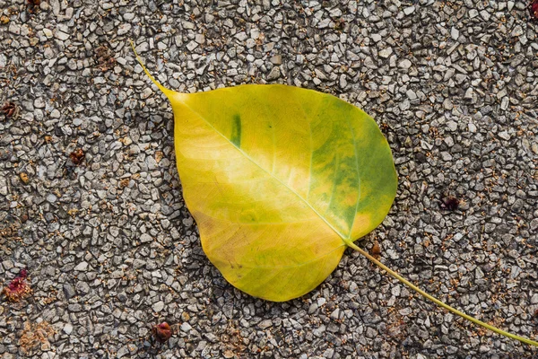 Feuille d'arbre Bodh — Photo