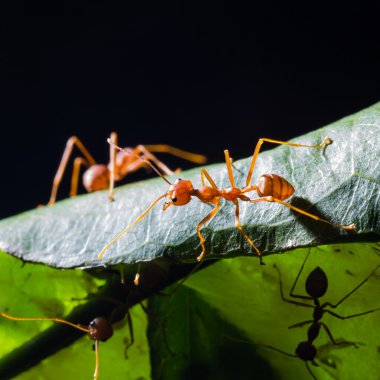 weaver kırmızı karıncalar