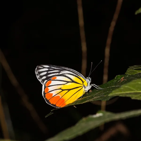 Gros plan du papillon — Photo