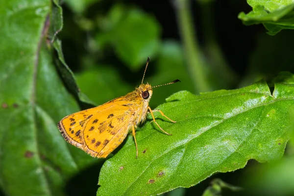 Skipper pillangó — Stock Fotó