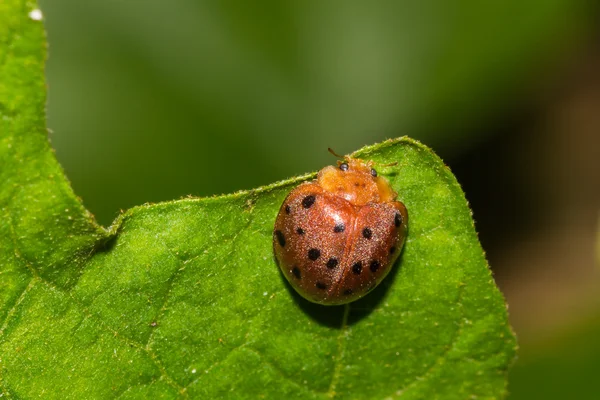 Ladybug — Stock Photo, Image