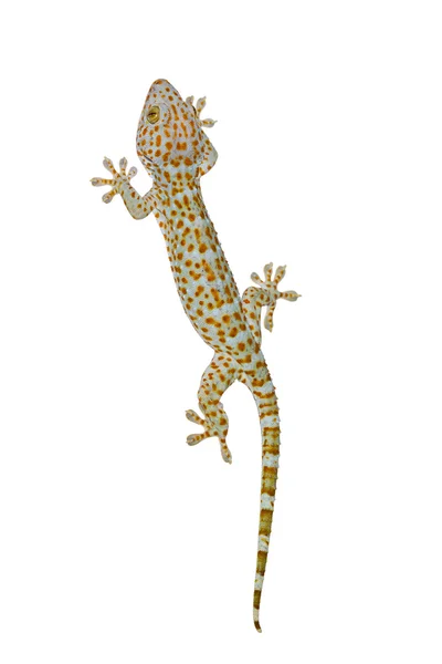 Tokay Gecko — Stok fotoğraf