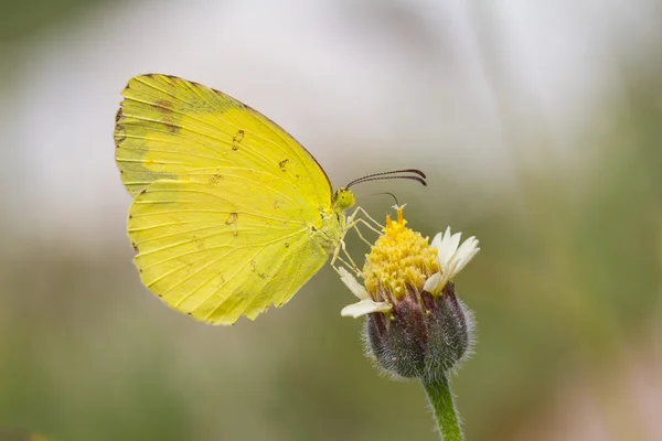 Farfalla gialla piccola erba — Foto Stock