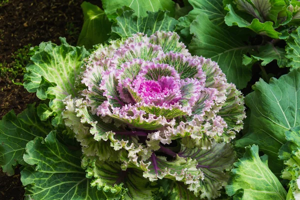 Decorative cabbage — Stock Photo, Image