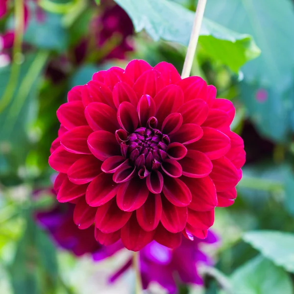 Dahlia flower — Stock Photo, Image