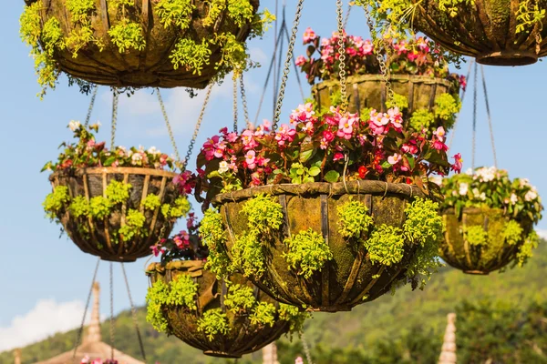 Cesta pendurada de flores — Fotografia de Stock