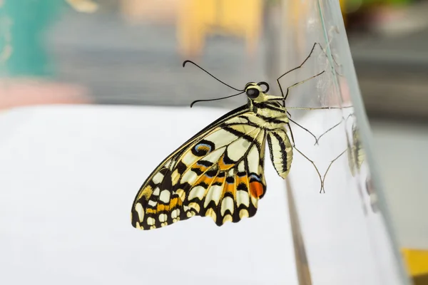 Kireç kelebek (Papilio demoleus malayanus) — Stok fotoğraf
