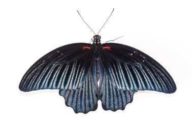 büyük mormon (papilio memnon agenor) kelebek