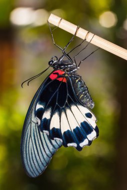 büyük mormon (papilio memnon agenor) kelebek