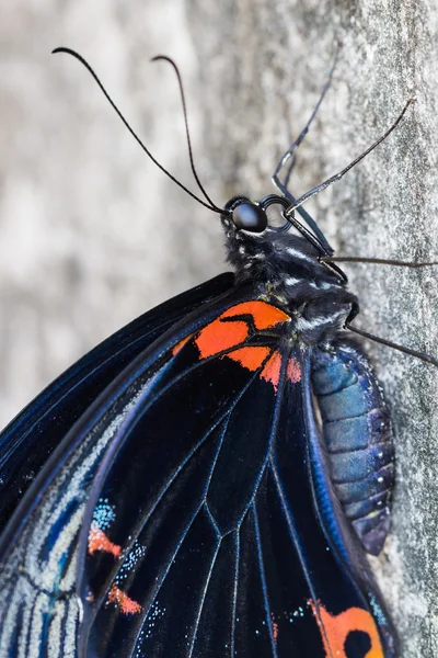 Μεγάλη πεταλούδα Μορμόνων (papilio Μέμνων agenor) — Φωτογραφία Αρχείου