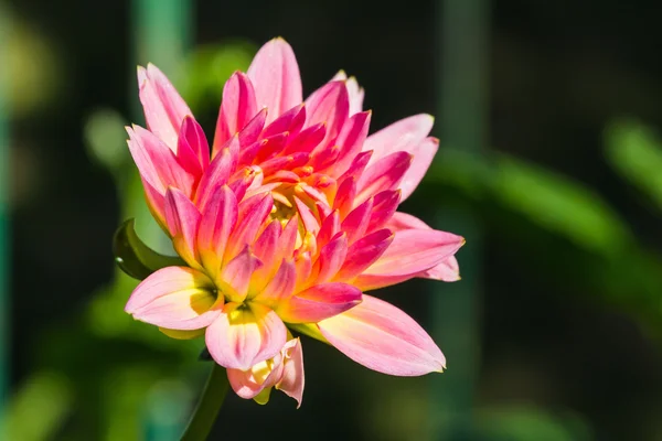 Flor de dália rosa e amarela — Fotografia de Stock