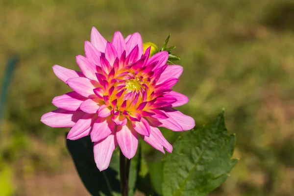 Flor de dália rosa e amarela — Fotografia de Stock